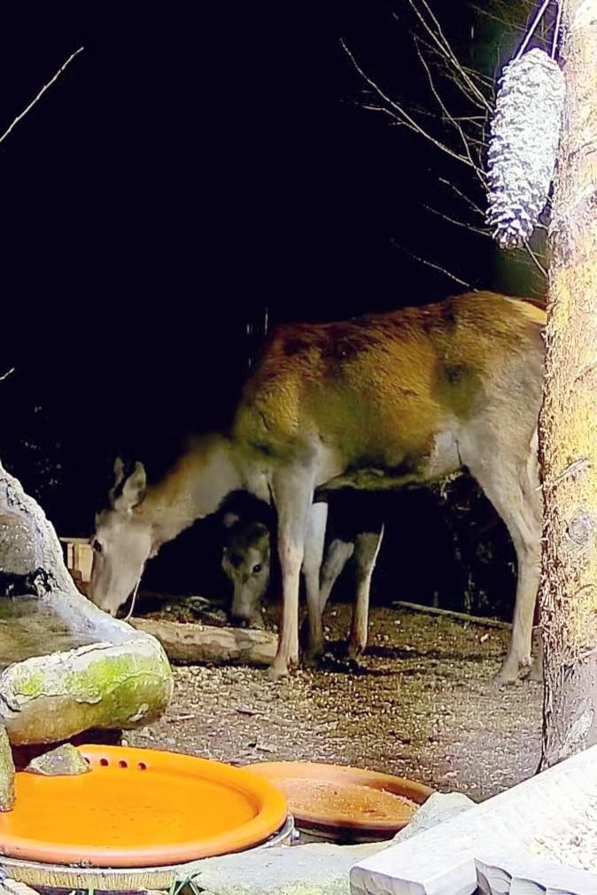 livebirdspoland_d8fb356b61d5aa3fa8240567df53b049.jpg