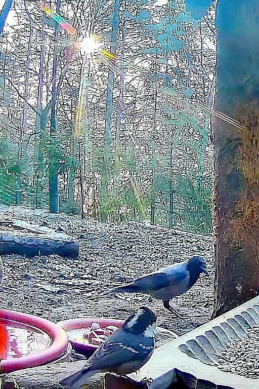 livebirdspoland_b2cccd640b9630c61c5bc474529ad0d4.jpg