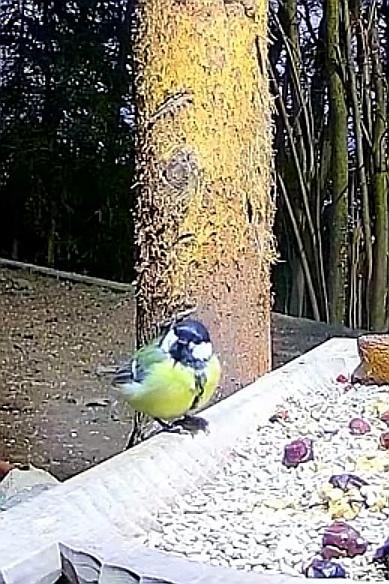 livebirdspoland_9d302add7d3e275a64f939171cbd257d.jpg