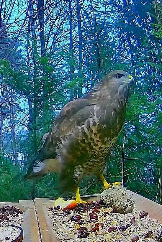 livebirdspoland_b207c01a66632c4a3ef05dfc66fb95e2.jpg