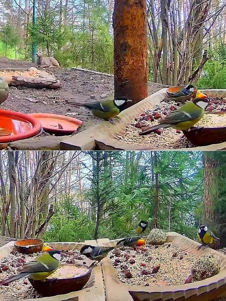 livebirdspoland_1b7717d6502b7530903677cc22b9af04.jpg