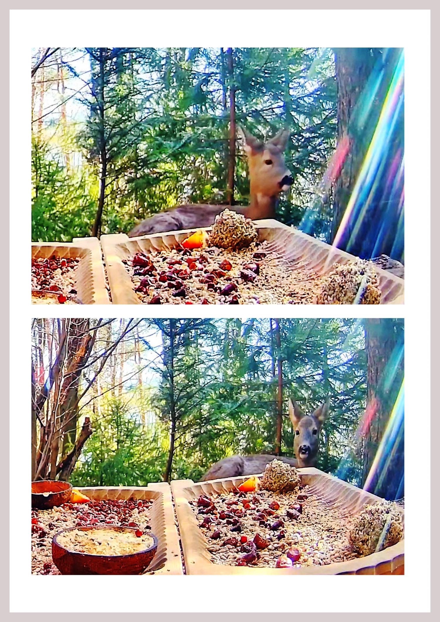 livebirdspoland_4174041db227601cc84d00c845caac24.jpg