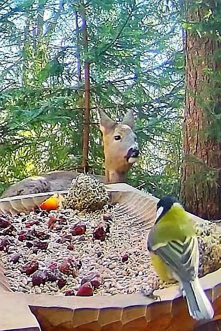 livebirdspoland_52aace5248464d9f300e577c5872b5bf.jpg