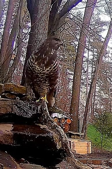 livebirdspoland_3c1c41a8d91fb22445edadf6fb4d10fc.jpg