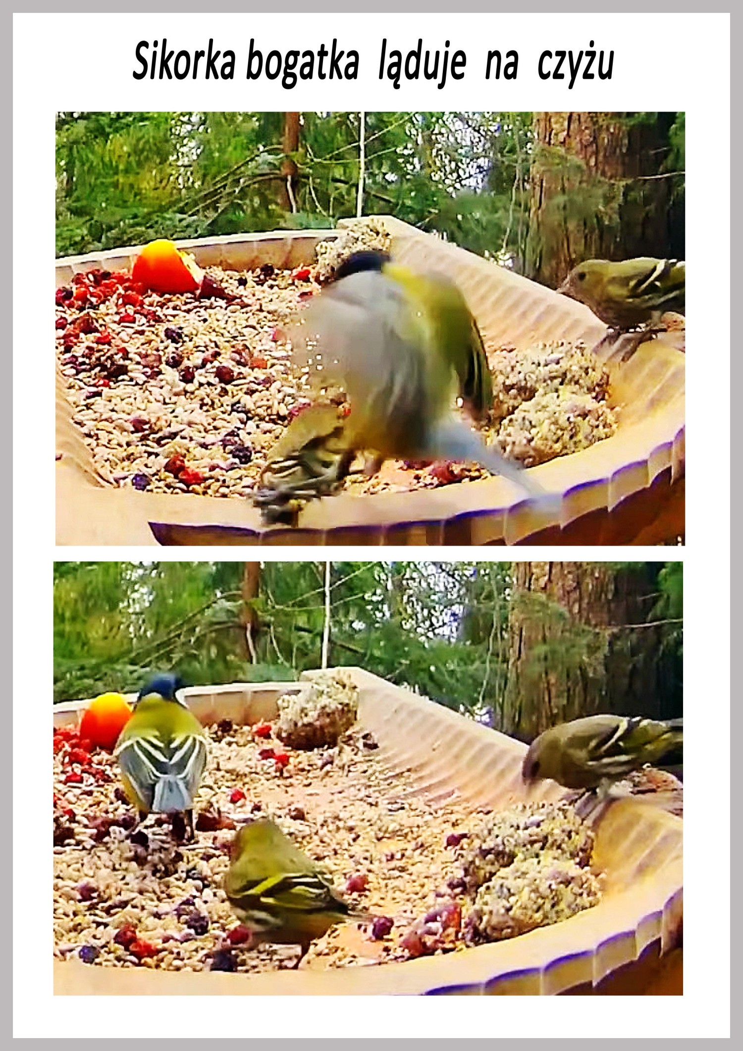livebirdspoland_1293fbc7b1582aa97f1edf274c6c0203.jpg