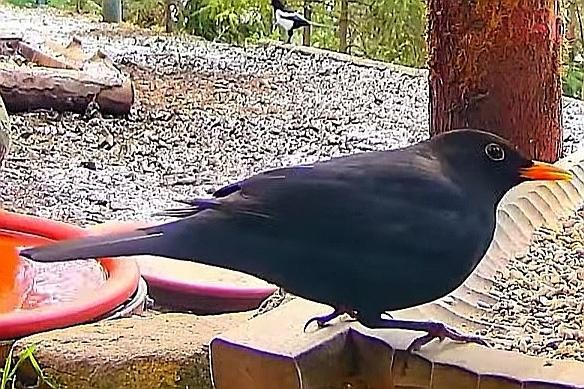 livebirdspoland_191725d80f2600bc02b0d83e9fbf340f.jpg