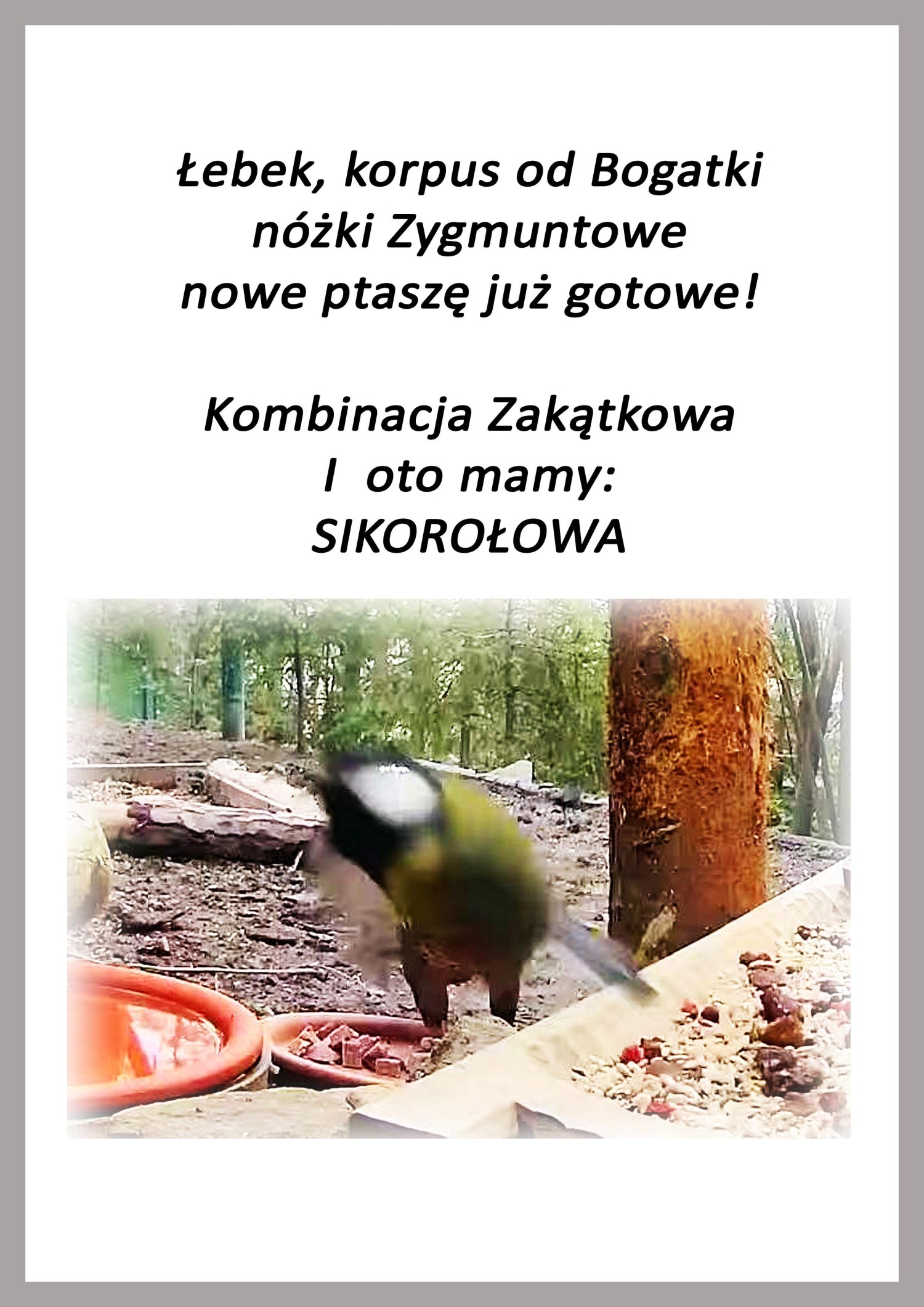 livebirdspoland_a46972385708320814a9b08c7839415e.jpg