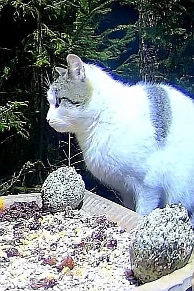 livebirdspoland_8c5449c536a15bc081b0cc7308306a32.jpg