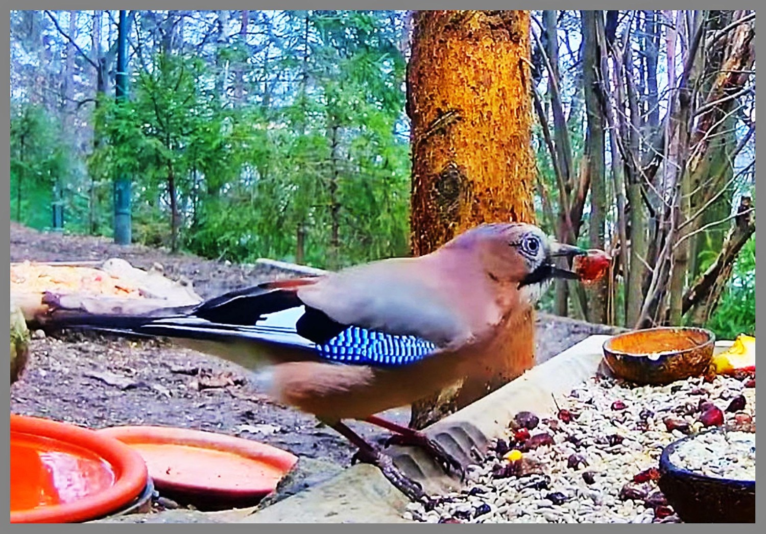 livebirdspoland_6436fe28871b89d5e7b4bab1ef70fa16.jpg