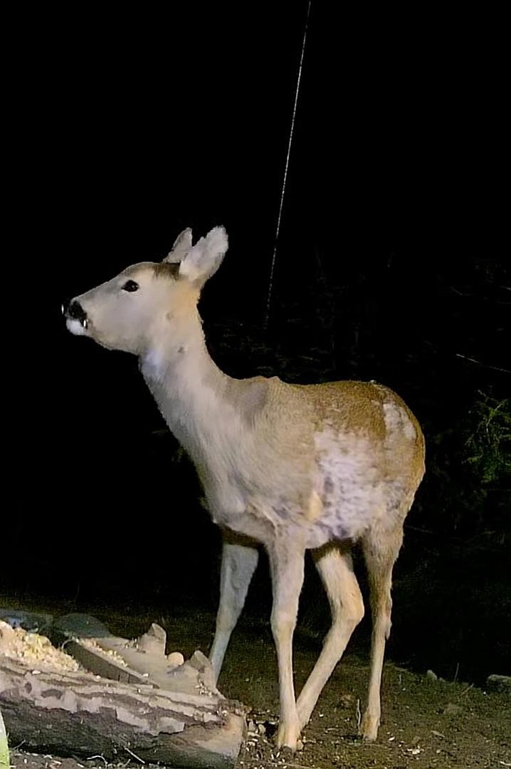 livebirdspoland_95b788666f5dfc573ab977e8bfb7b88c.jpg