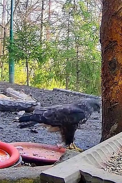 livebirdspoland_6033a1d685ba6103f6b9e310eb038fd8.jpg