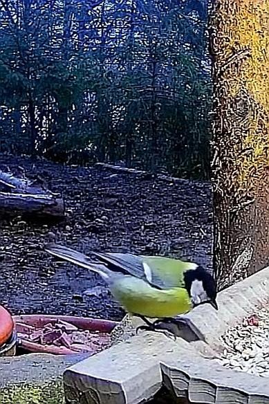 livebirdspoland_48fa4565e5e173472d5d055ea5821cc1.jpg