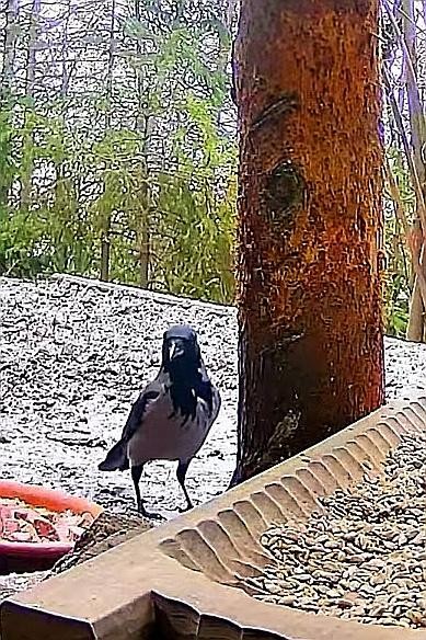 livebirdspoland_73cbddd3a86bf76693323fc4ba1f16ef.jpg