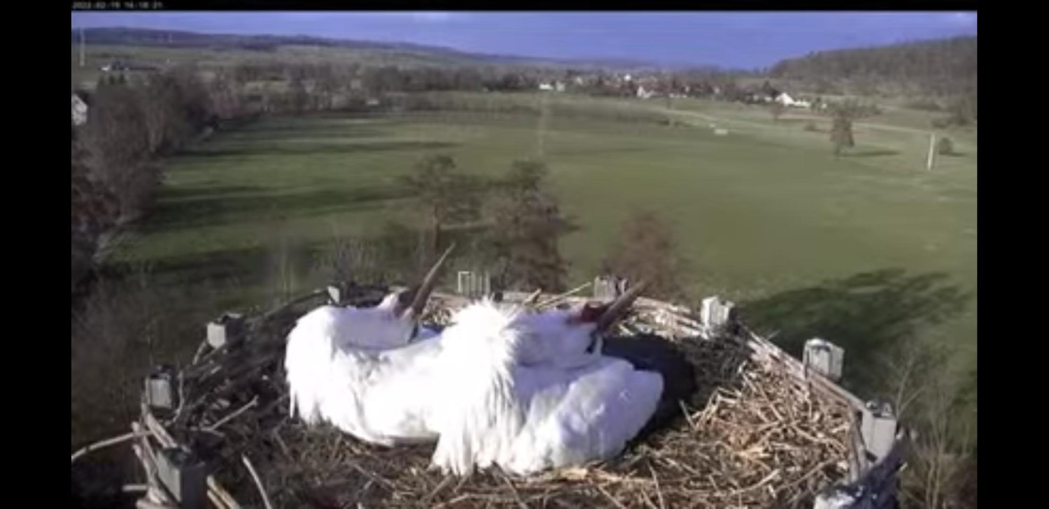 livebirdspoland_449364a4eddefedf84daee40688301af.jpg