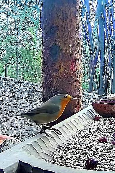 livebirdspoland_e99f123963d56cb70300984808941aa5.jpg