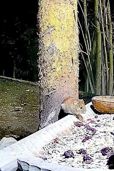 livebirdspoland_9eaca634bf37f025ec22871eb4224dd0.jpg