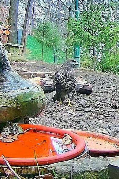 livebirdspoland_fce779b1829180b7a53d03275455e398.jpg