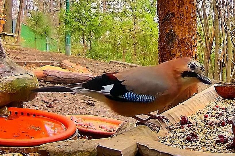 livebirdspoland_b6272cdc4ba45722f5c0cd3233f1f8b8.jpg