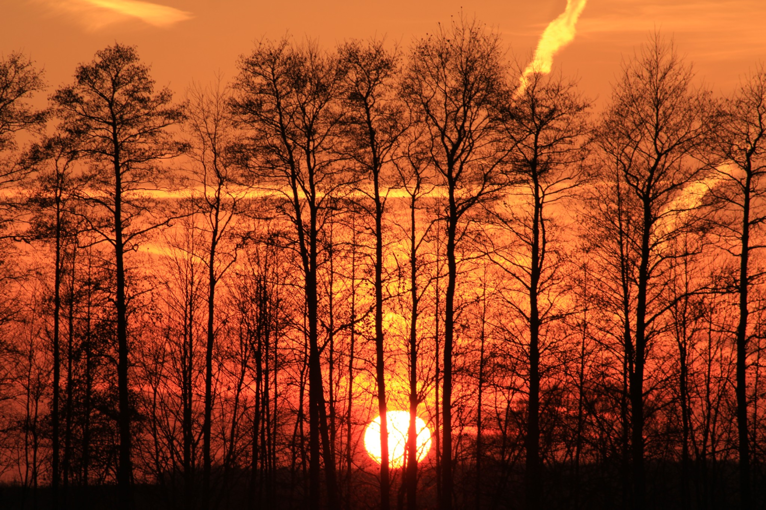 livebirdspoland_c01c2ee428e2d2ef92154e7d3f5e220a.png