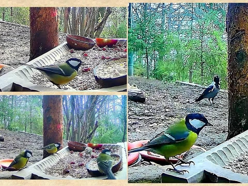 livebirdspoland_d3e809b399c3c0c628cfdd1a7b081ccf.jpg