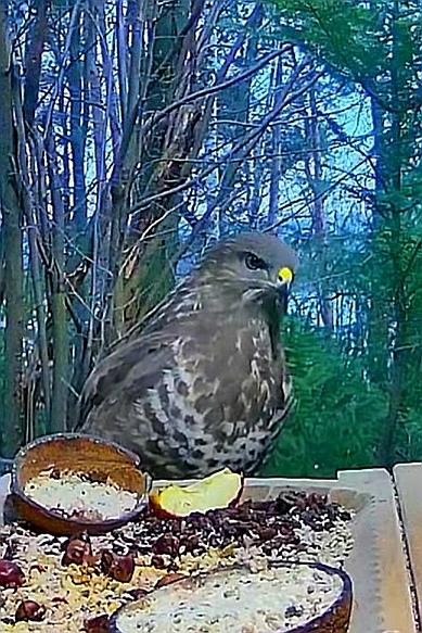 livebirdspoland_994640caa05ab53cb8e201d029688681.jpg