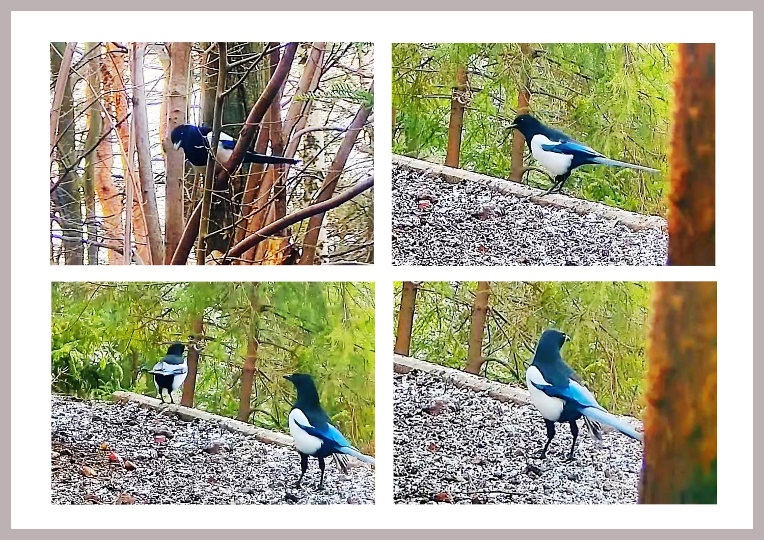 livebirdspoland_7a64171a18ba18ef4fabf6d2a7fee992.jpg