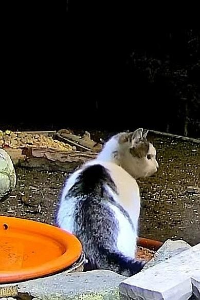 livebirdspoland_e4636d4401fe9e6a99e4b2e6f12d60fb.jpg