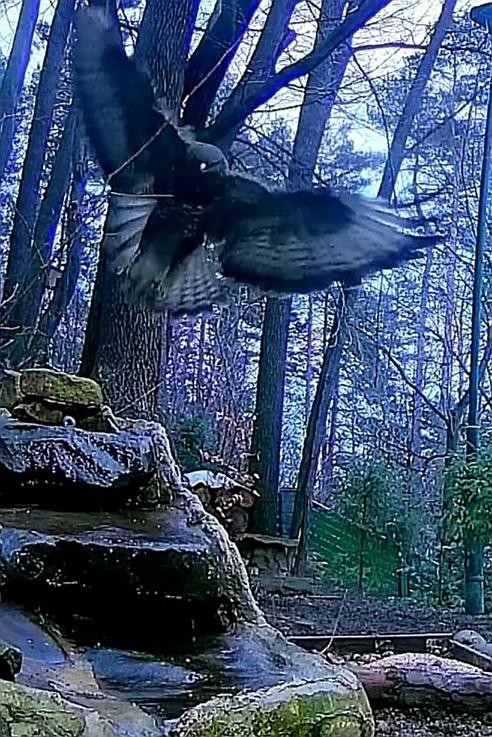 livebirdspoland_4655eb6dbad498ef915a9739d6cb4d91.jpg