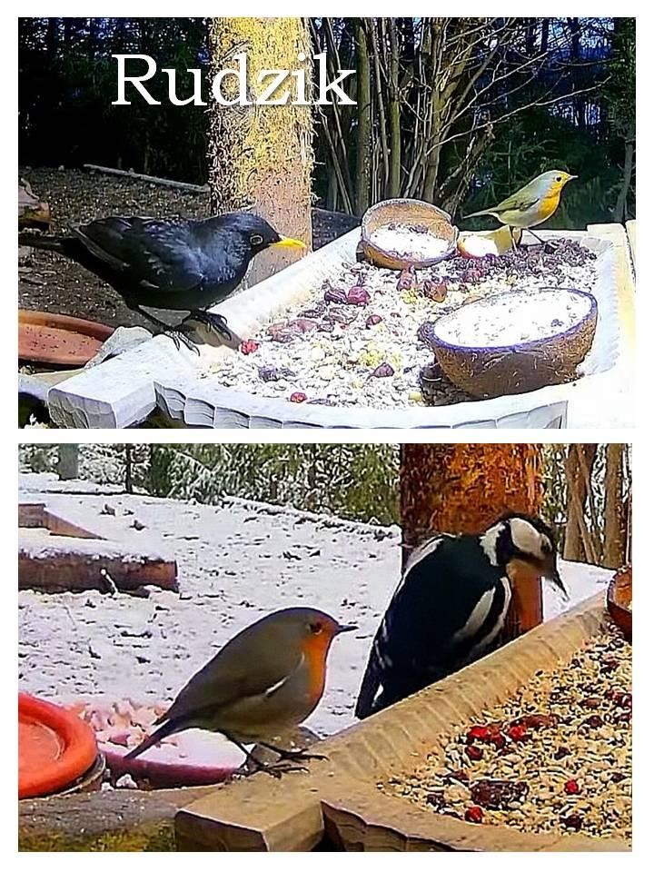 livebirdspoland_eb37e50545b5b8ff1f2cd1da2ad21fcc.jpg