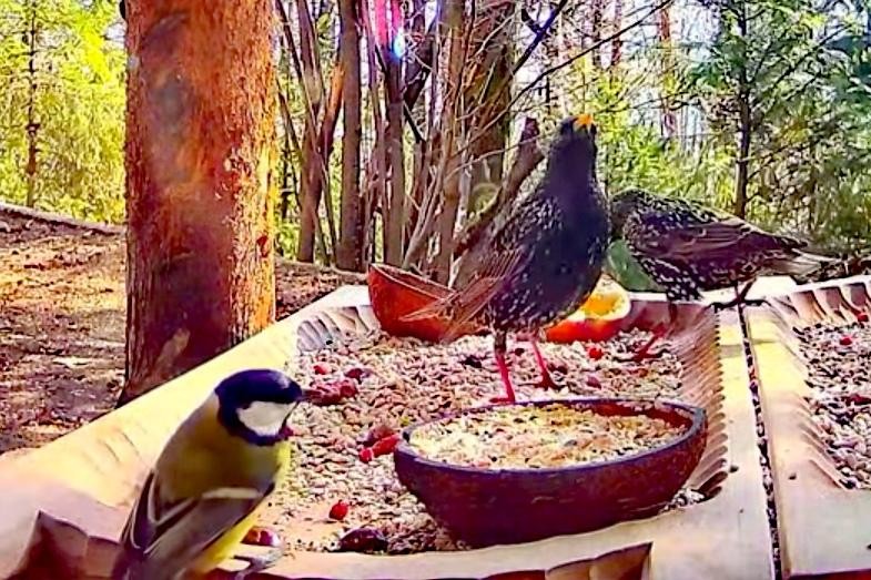 livebirdspoland_336b4ab2125e8bbc12040dcbb29ca317.jpg