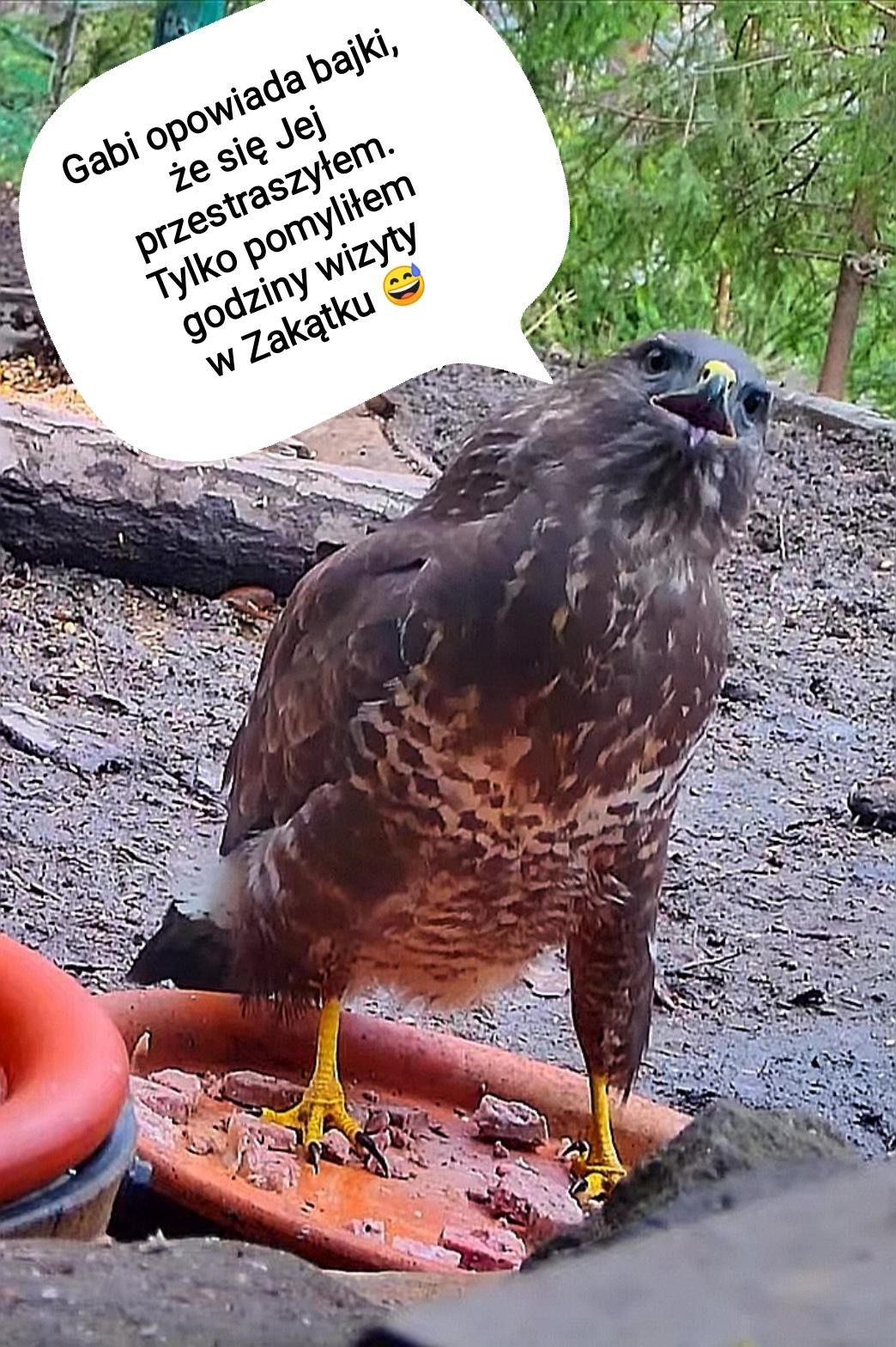 livebirdspoland_e7333b526fd7343cd924f6615e6ba222.jpg