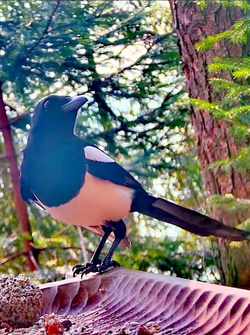 livebirdspoland_e01e6421a33a7e3a50e29e5efc5cc0e5.jpg