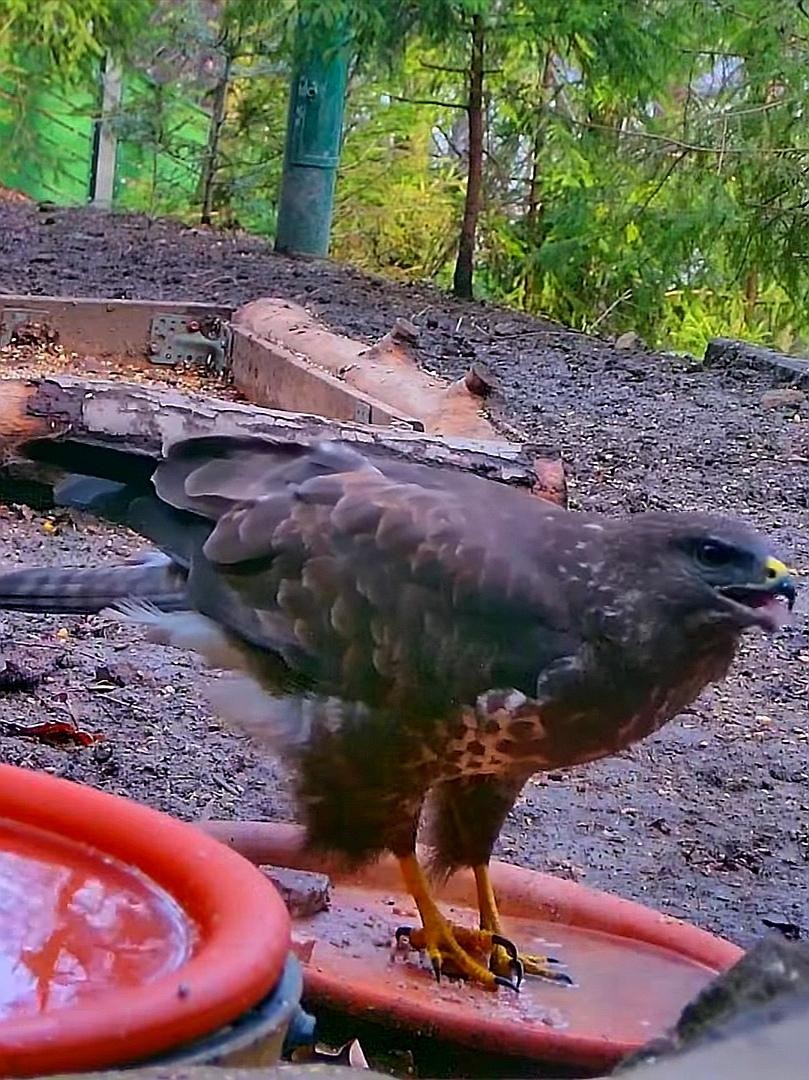 livebirdspoland_10f70423b6bb35ebbfc97fe563d75182.jpg