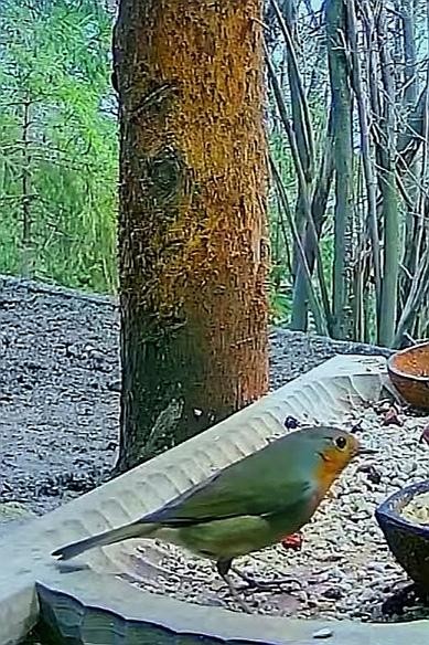 livebirdspoland_d966b88d0308bb6c300d3c142f7fc579.jpg