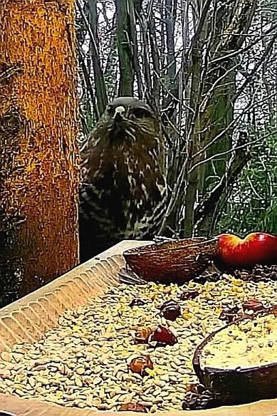 livebirdspoland_eeb8b7b42221bf113ec51281a845f233.jpg