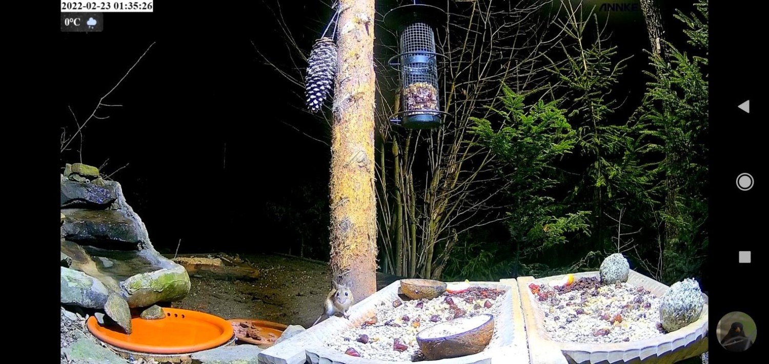 livebirdspoland_c1fe1d2bfad5549c3876665711d6acbf.jpg