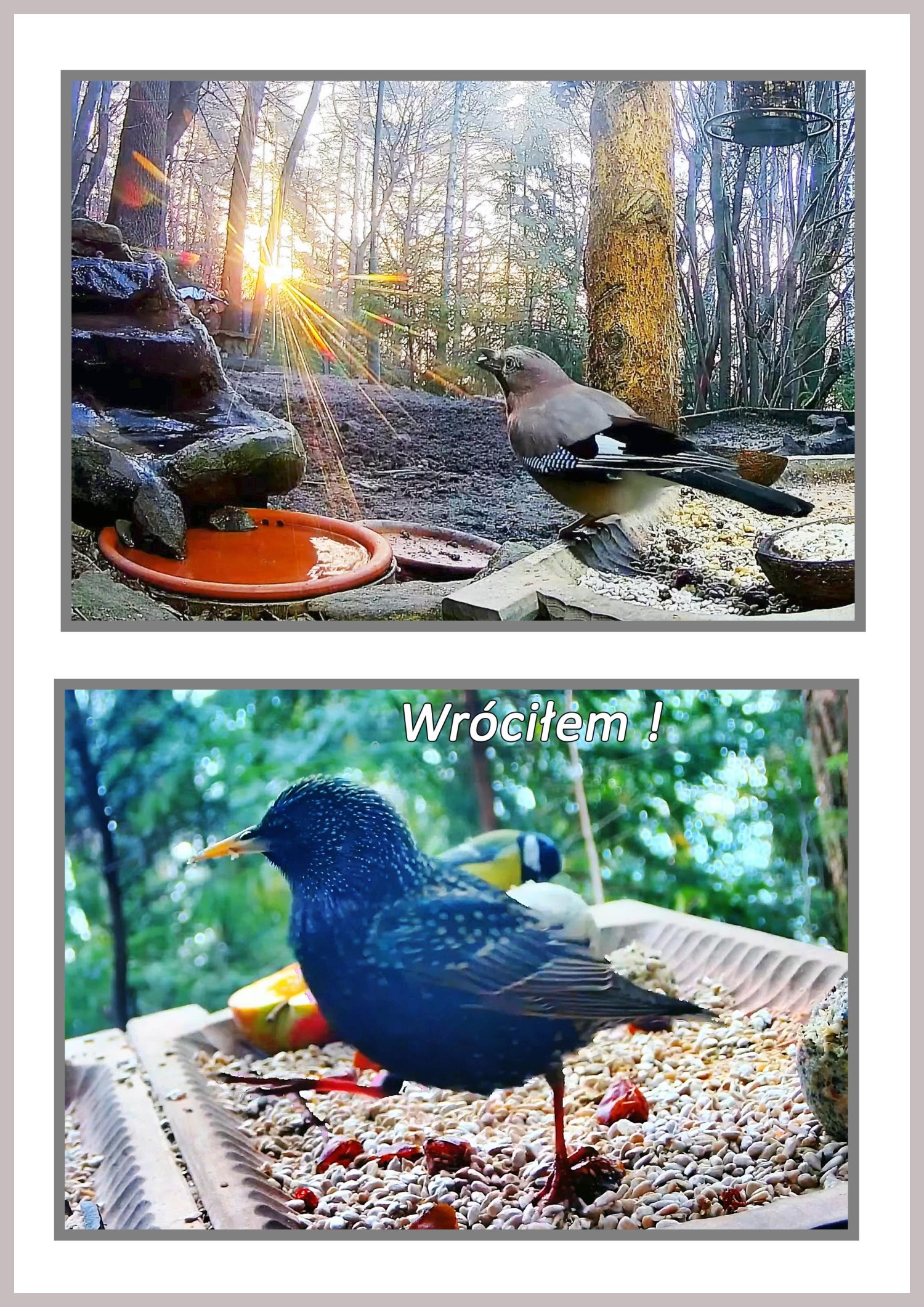livebirdspoland_f4504dc3577fffb367307035a0a217fc.jpg
