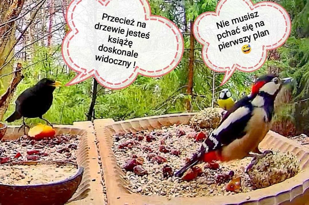 livebirdspoland_e763da9ee5d15558f766653309e3e8cd.jpg