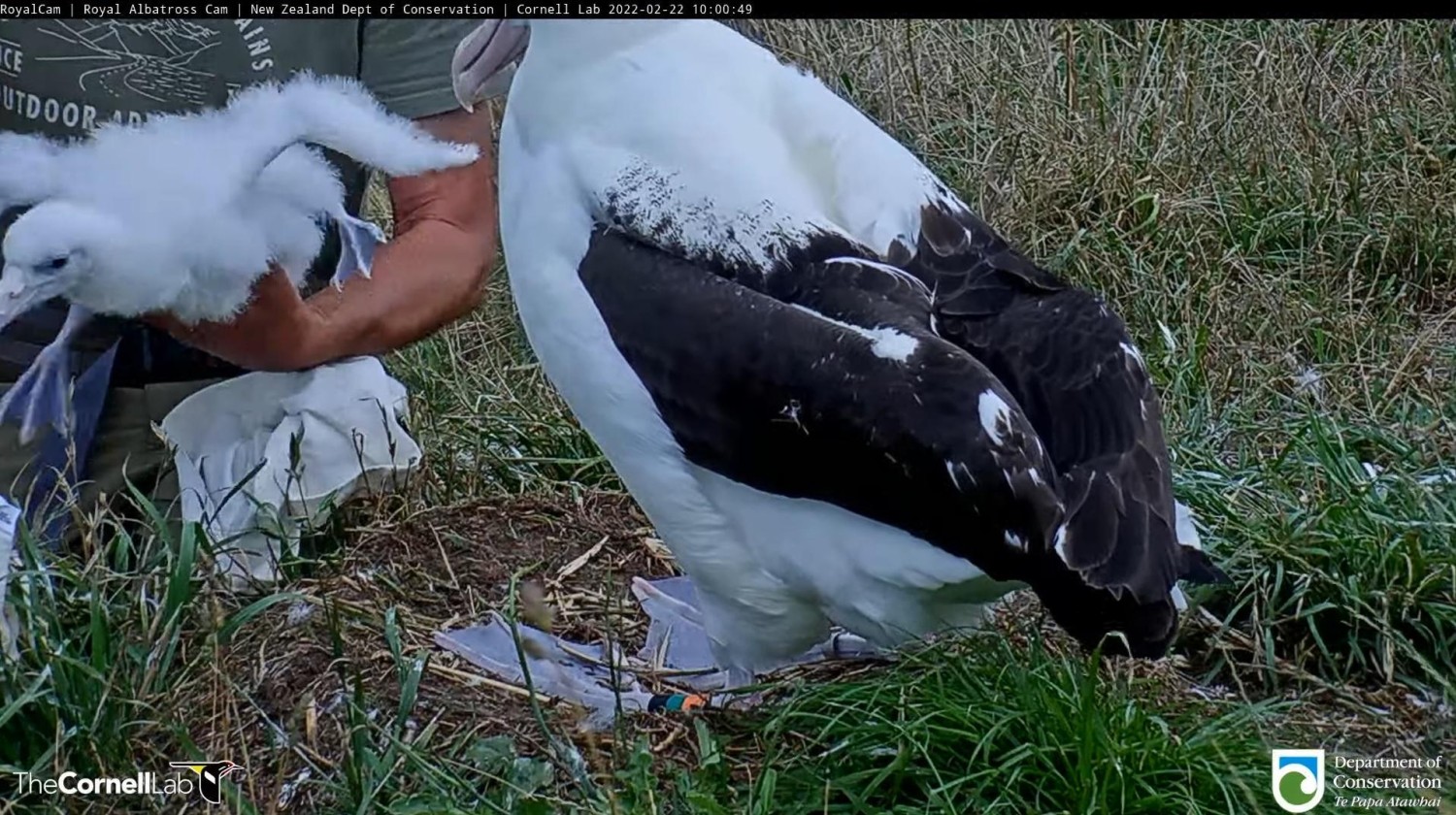 livebirdspoland_c891316d8f994e4a7121777f6dd4188e.jpg