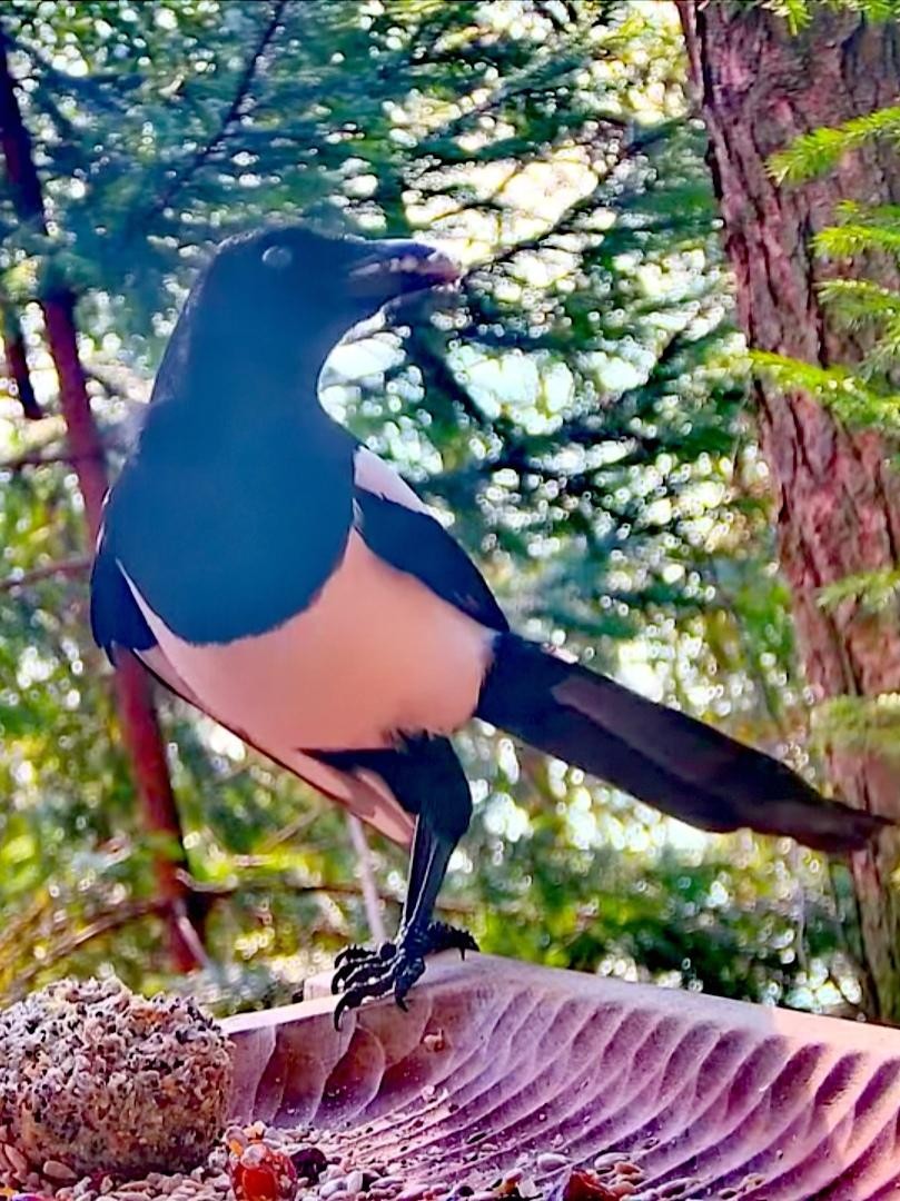 livebirdspoland_9e7b5dd9e2d109d82171c45b9c23a253.jpg