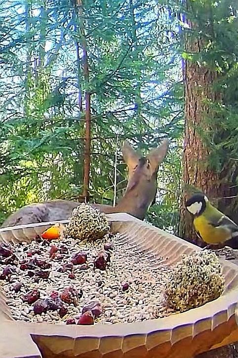 livebirdspoland_1e52ce1767a58682ba4a2e25561fe4be.jpg