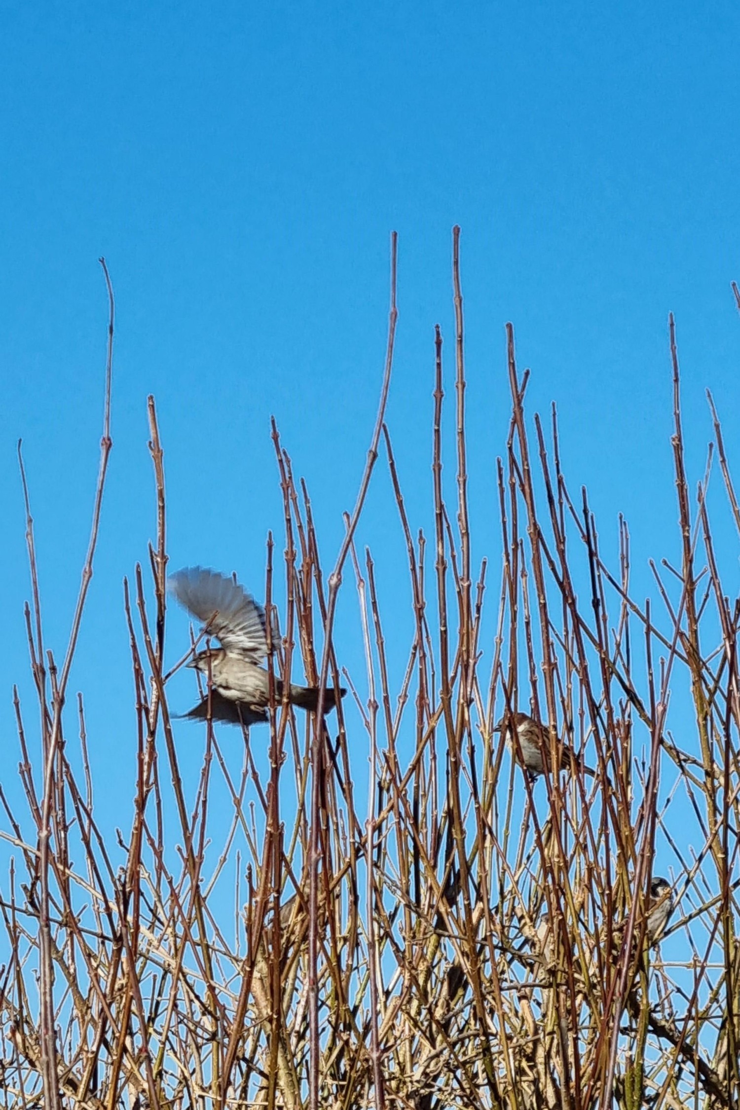 livebirdspoland_a9a85db21d2cd4c05a257c8ef5a2b68f.jpg