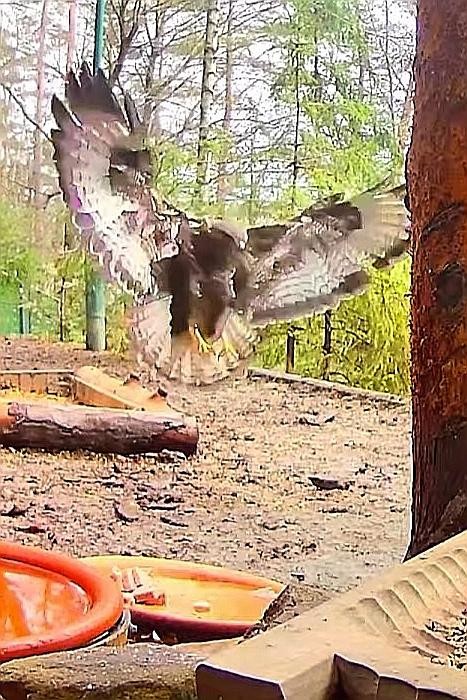 livebirdspoland_922e7b89646d4b75c6665cbfce169c84.jpg