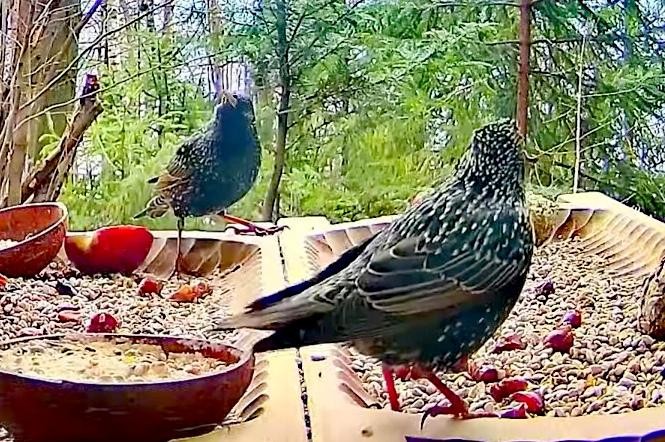 livebirdspoland_b4e829f84df6fb3150527f31ddfd50a9.jpg
