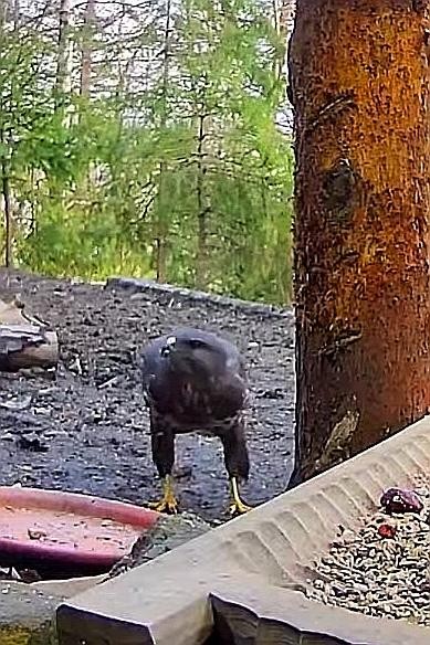 livebirdspoland_5e3078d6f7c5cb78b1875e583557b034.jpg