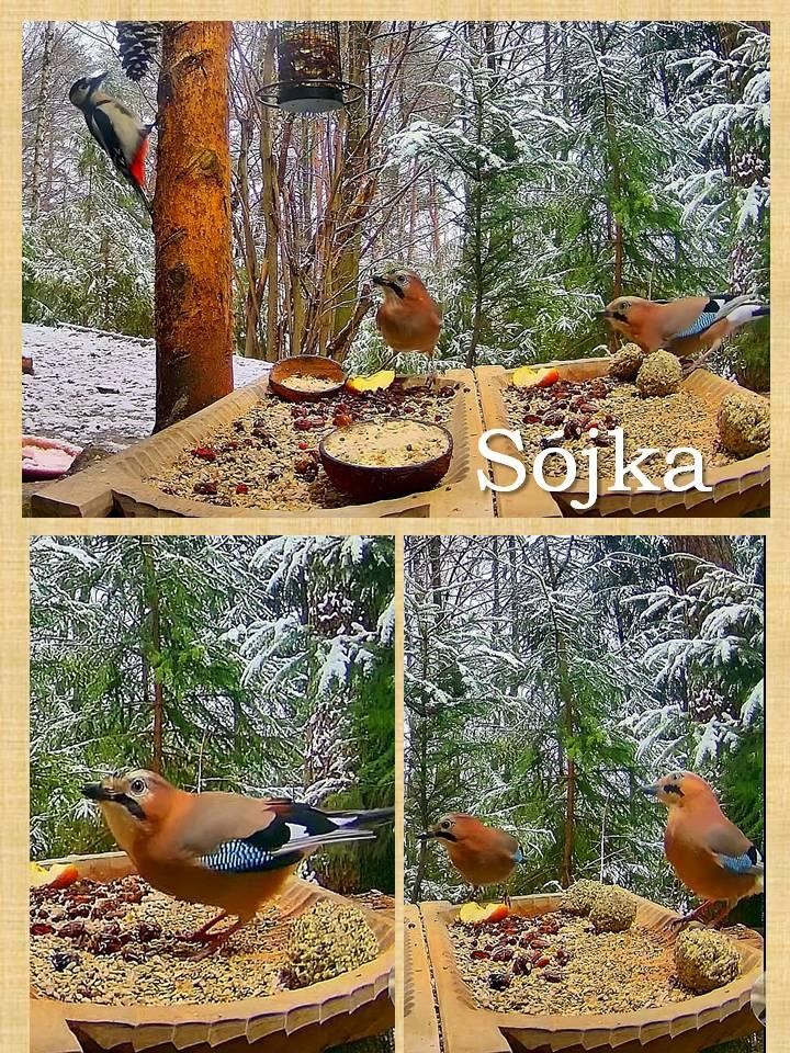 livebirdspoland_dd0f0a3018ddcd17f53473fe2f64618b.jpg