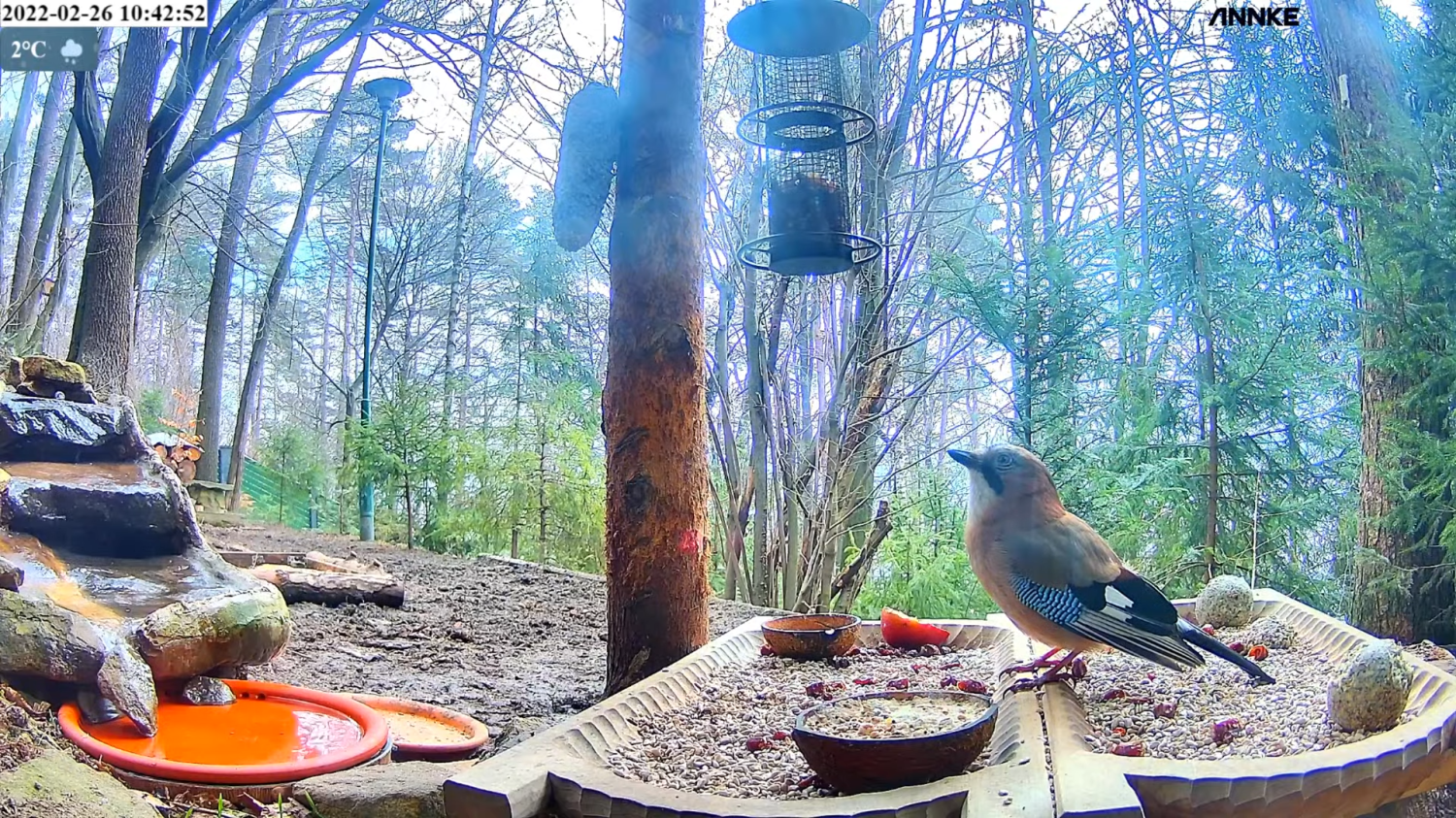 livebirdspoland_d4be9108ae73885f6ea5b5fa5e16167a.png