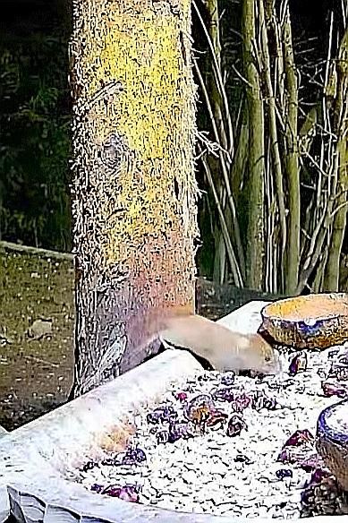 livebirdspoland_28fad1c83e0b6a5ea15259270696df38.jpg