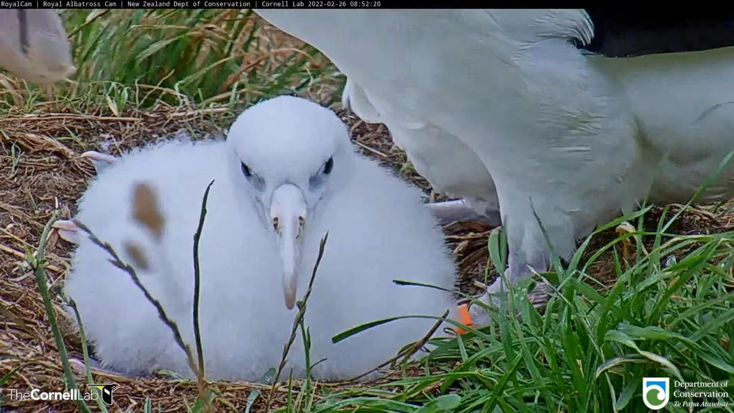 livebirdspoland_a3f887ab7ba625e36fb3d887ed62b553.jpg