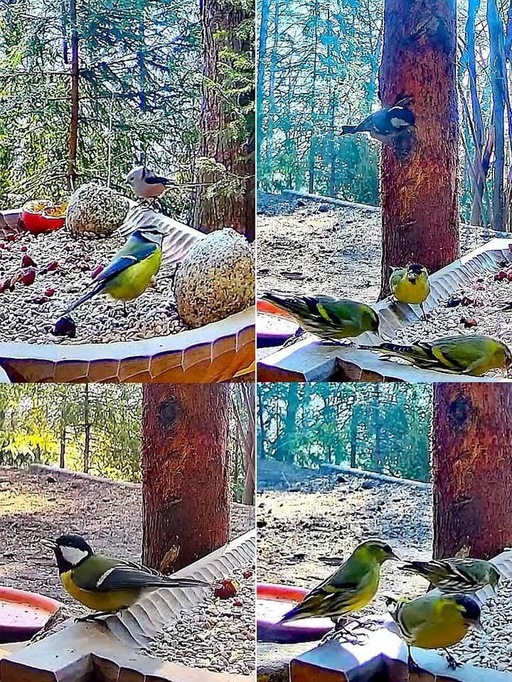 livebirdspoland_0a640d9e8d6dce8405264b67cd92024e.jpg